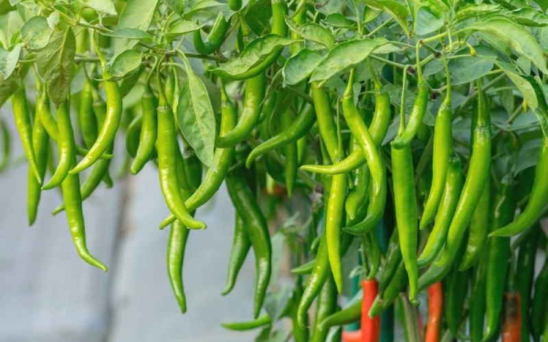 Giá ớt hôm nay 31/05/2023 mới nhất