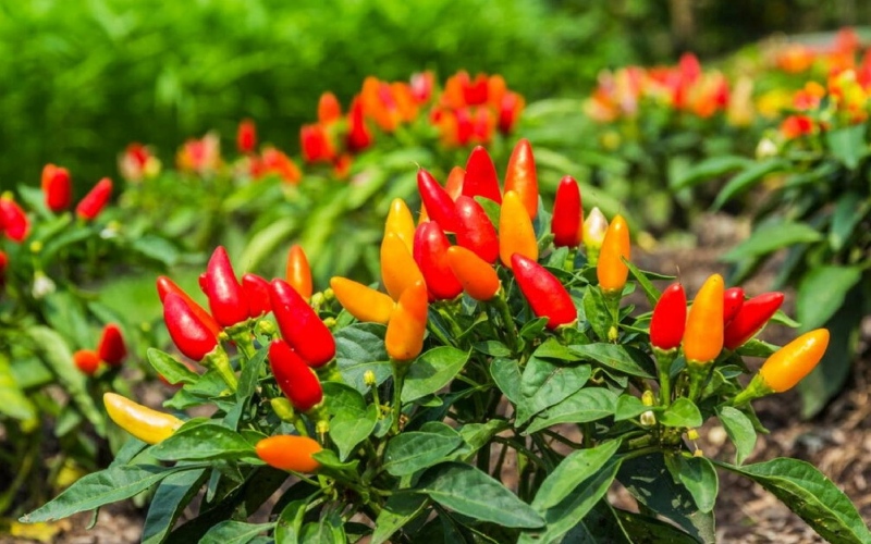 Giá ớt hôm nay 31/05