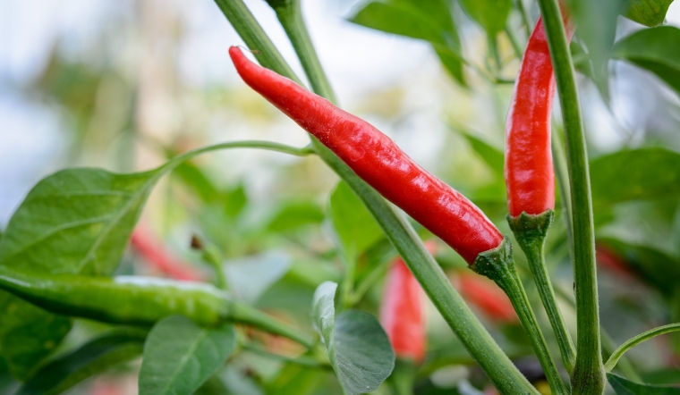 Giá ớt hôm nay 31/05/2023: Chưa ghi nhận thay đổi mới