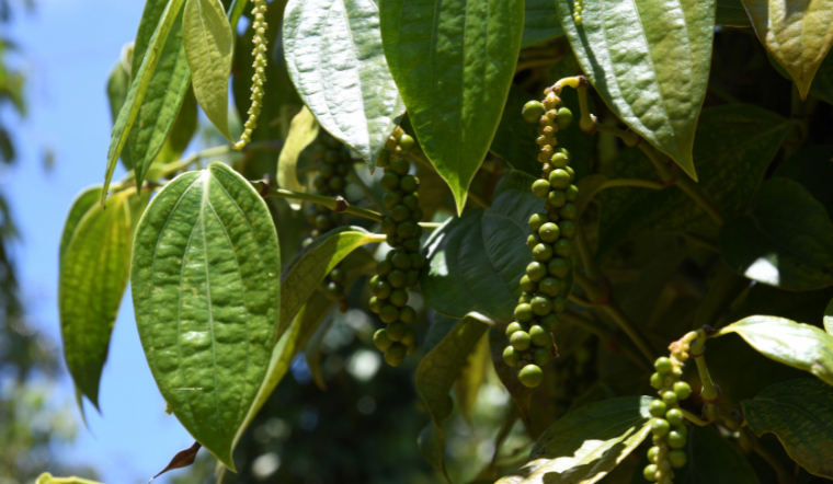 Giá tiêu hôm nay 1/6/2023: Giữ ổn định tại các địa phương