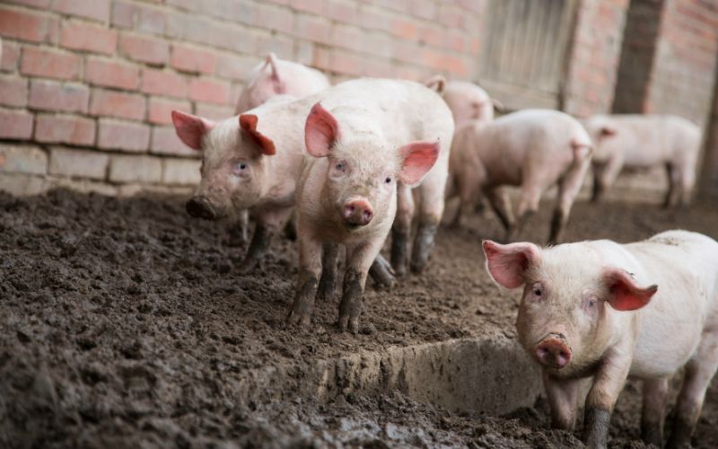 Giá heo hơi hôm nay 1/6 tại miền Trung, Tây Nguyên