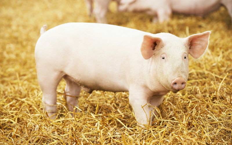 Giá heo hơi hôm nay 1/6 tại miền Nam