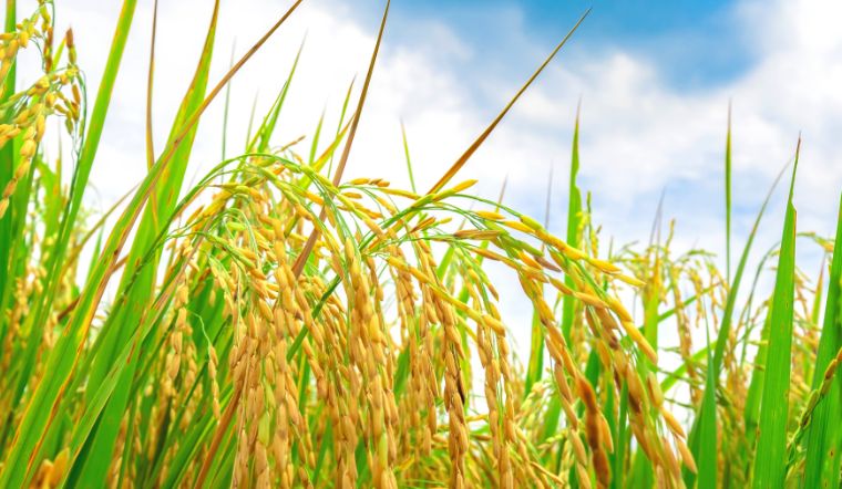 Giá lúa gạo hôm nay 01/6/2023: Không ghi nhận thay đổi mới