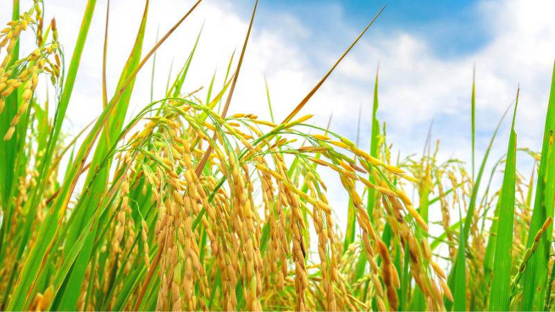 Giá lúa hôm nay 1/6