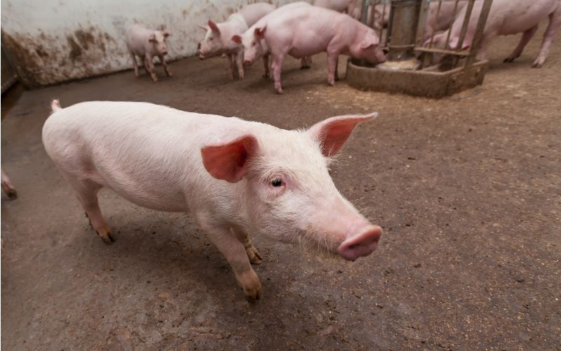 Giá heo hơi hôm nay 2/6 tại miền Bắc