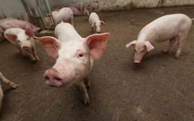 Giá heo hơi hôm nay 2/6 tại miền Trung, Tây Nguyên