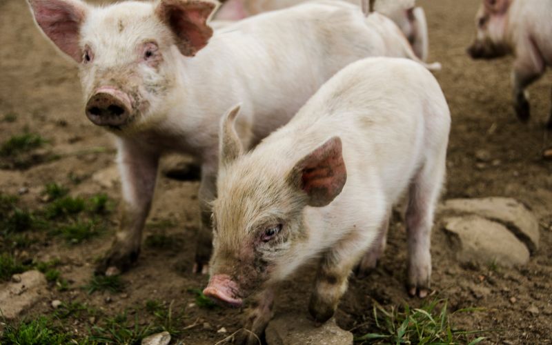 Giá heo hơi hôm nay 2/6 tại miền Nam