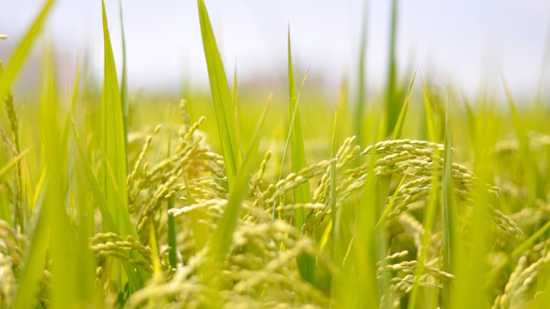 Giá lúa hôm nay 2/6