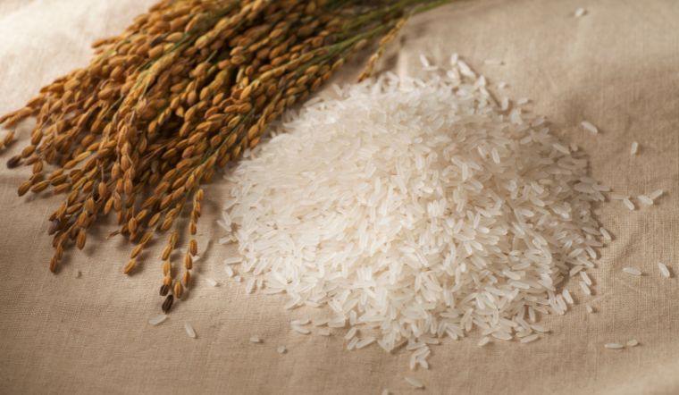 Giá lúa gạo hôm nay 02/6/2023: Duy trì ở mức ổn định