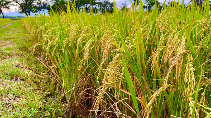 Giá lúa hôm nay 3/6