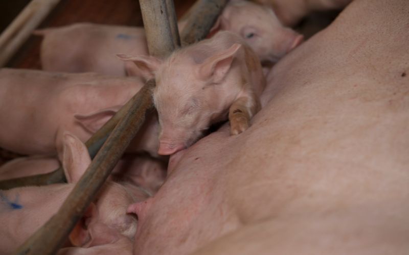 Giá heo hơi hôm nay 3/6 tại miền Trung, Tây Nguyên Giá heo hơi hôm nay 3/6 tại miền Trung, Tây Nguyên