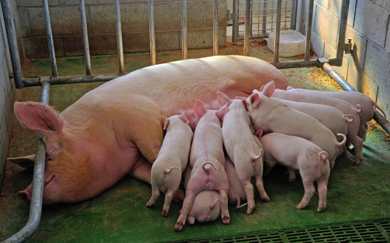 Giá heo hơi hôm nay 3/6 tại miền Nam Giá heo hơi hôm nay 3/6 tại miền Nam