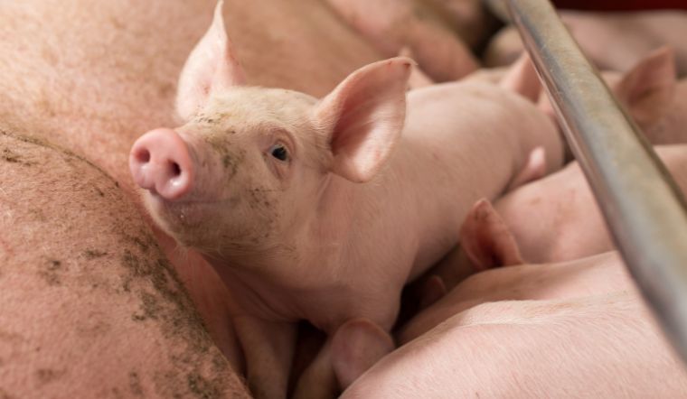 Giá heo hơi hôm nay 3/6: Tiếp tục giảm