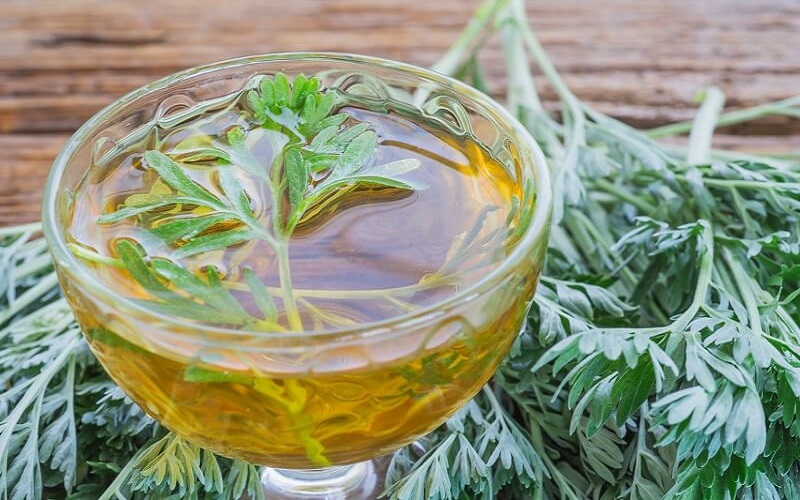 Health benefits of wormwood tea and how to make wormwood tea