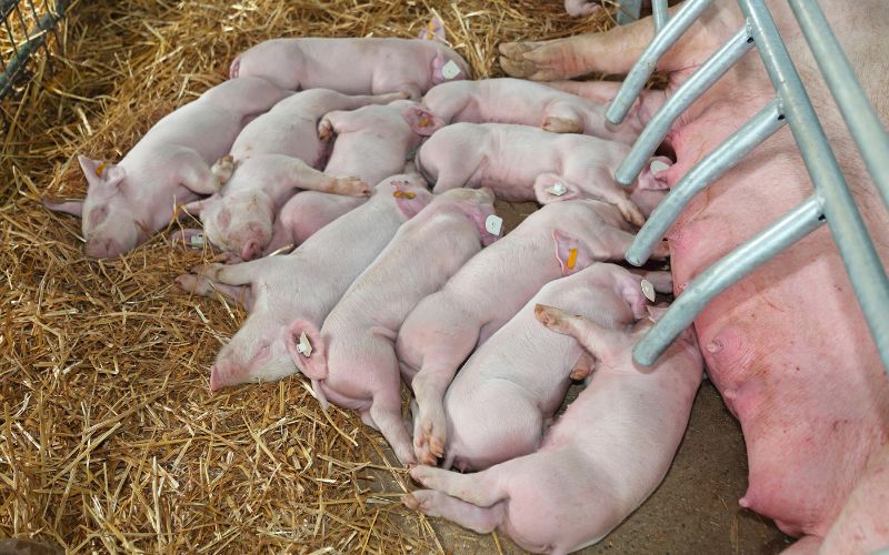 Giá heo hơi hôm nay 5/6 tại miền Trung, Tây Nguyên Giá heo hơi hôm nay 5/6 tại miền Trung, Tây Nguyên