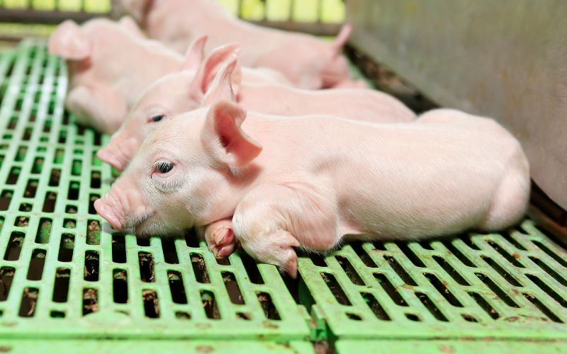 Giá heo hơi hôm nay 5/6 tại miền Nam Giá heo hơi hôm nay 5/6 tại miền Nam