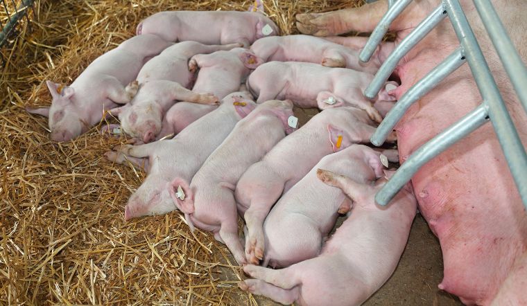 Giá heo hơi hôm nay 5/6: Ổn định cả ba miền