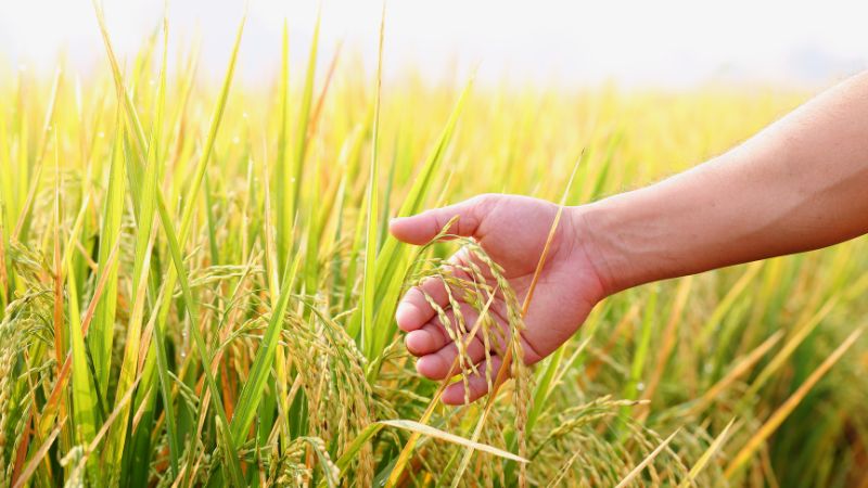 Giá lúa hôm nay 5/6