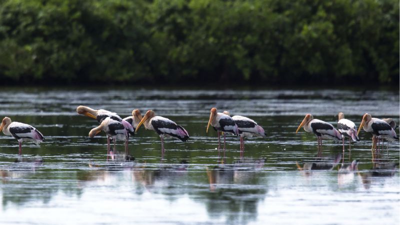 Giao Xuan Community Ecotourism - Xuan Thuy National Park