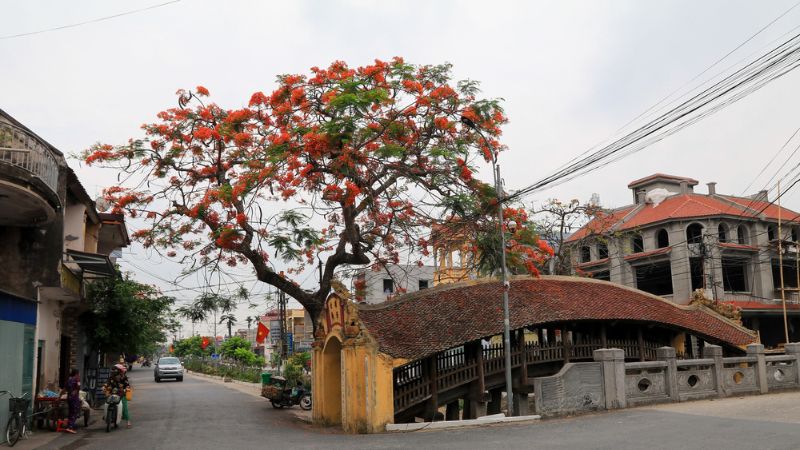 Cầu Ngói Hải Anh đẹp hơn vào mùa phượn