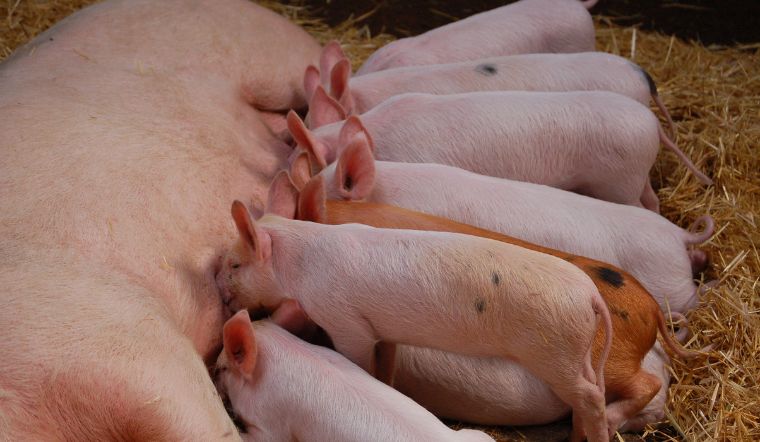 Giá heo hơi hôm nay 6/6: Tăng ở một số nơi