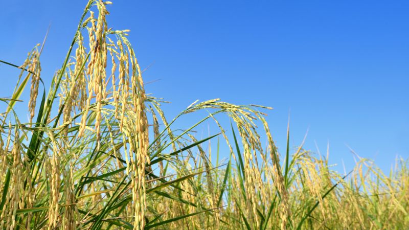 Giá lúa hôm nay 6/6