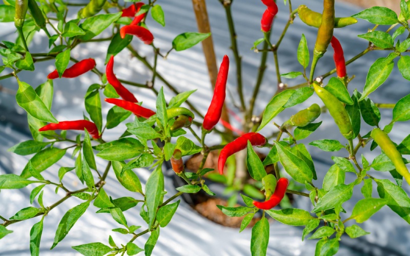 Giá ớt hôm nay 06/06/2023 mới nhất