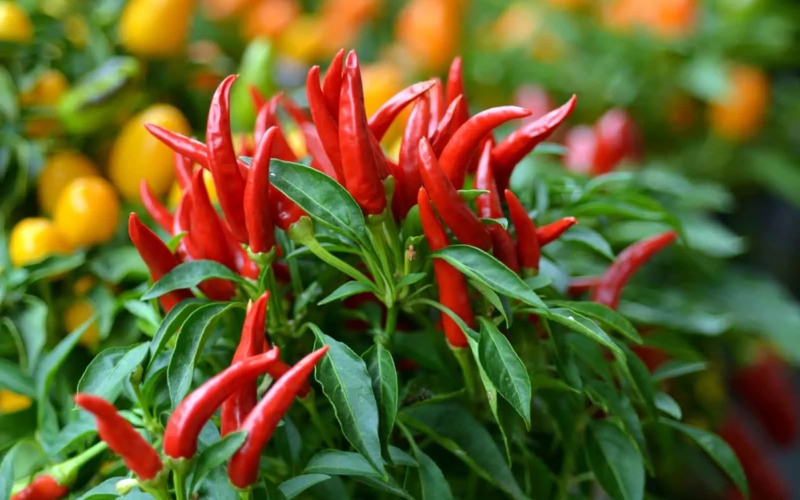 Giá ớt hôm nay 06/06