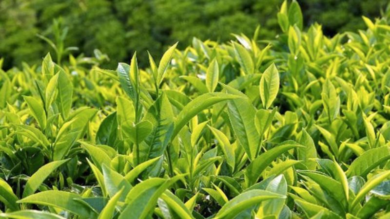 Kem chống nắng từ lá trà xanh