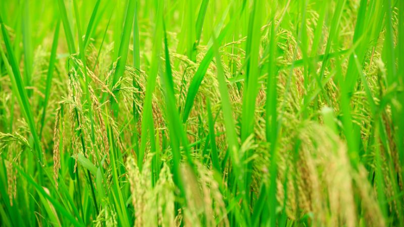 Giá lúa hôm nay 7/6