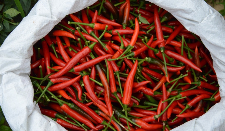 Giá ớt hôm nay 07/06/2023: Giá ớt tăng thêm từ 1.000 - 2.000 đồng/kg