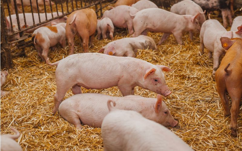 Giá heo hơi hôm nay 8/6 tại miền Bắc