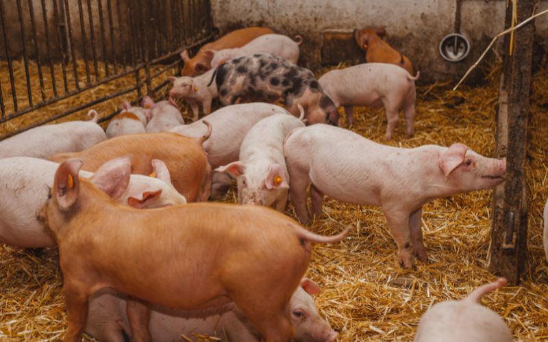 Giá heo hơi hôm nay 8/6 tại miền Trung, Tây Nguyên