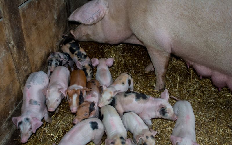 Giá heo hơi hôm nay 8/6 tại miền Nam