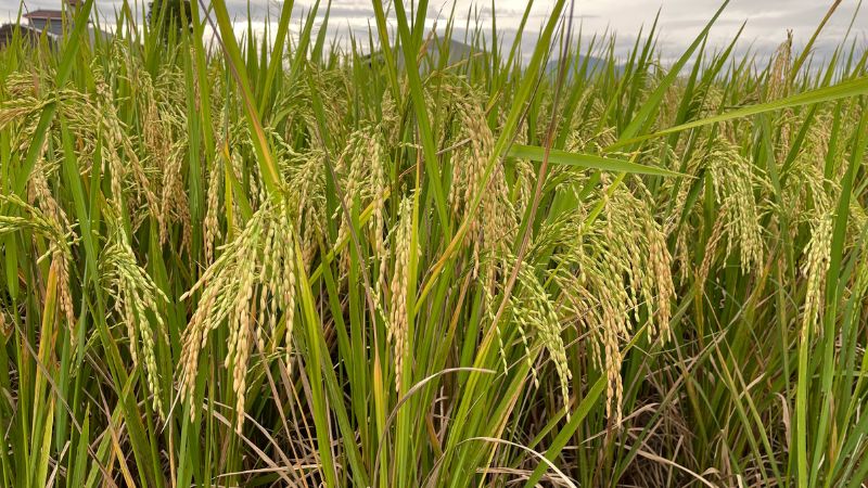 Giá lúa hôm nay 8/6