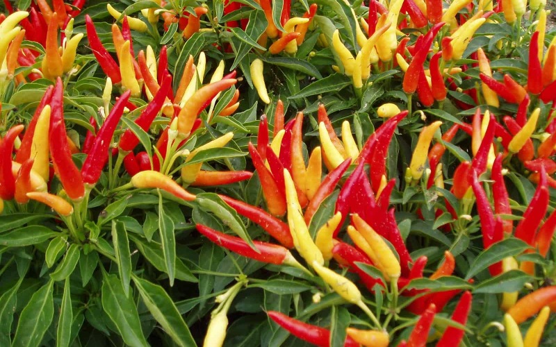 Giá ớt hôm nay 08/06