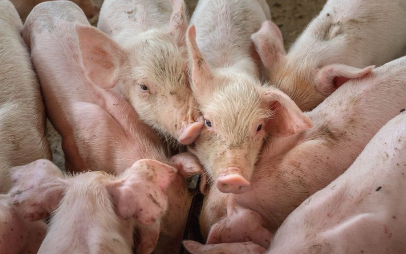 Giá heo hơi hôm nay 9/6 tại miền Trung, Tây Nguyên Giá heo hơi hôm nay 9/6 tại miền Trung, Tây Nguyên