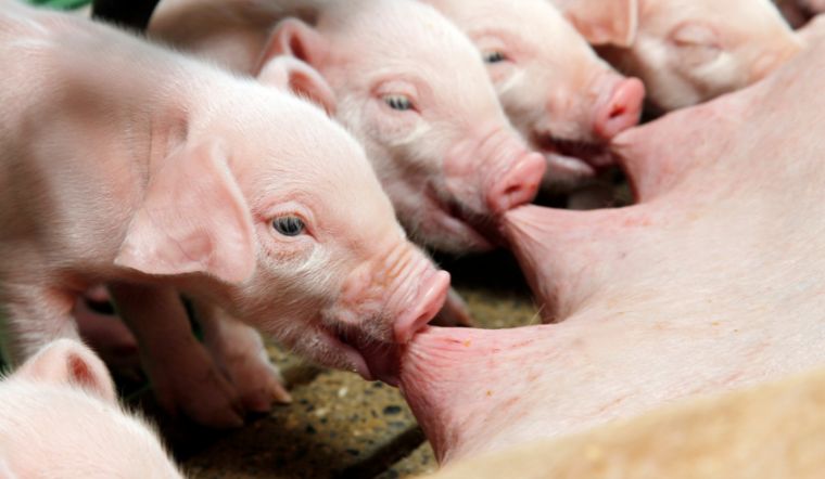 Giá heo hơi hôm nay 9/6: Tăng từ 1.000 - 3.000 đồng/kg