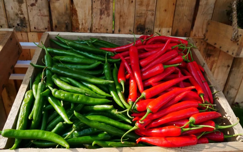 Giá ớt hôm nay 09/06 cập nhật mới nhất Giá ớt hôm nay 09/06 cập nhật mới nhất