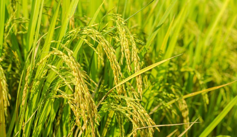 Giá lúa gạo hôm nay 09/6/2023: Không ghi nhận sự thay đổi