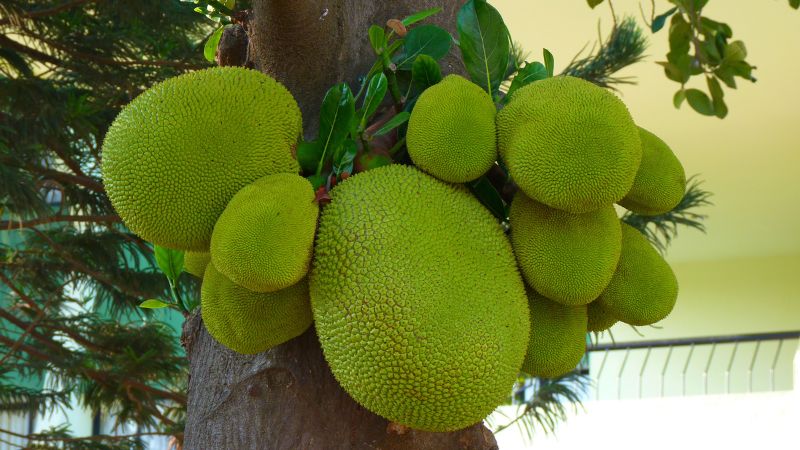 Giá mít Thái hôm nay 09/6/2023