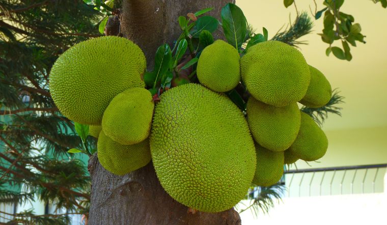 Giá mít Thái hôm nay 09/6/2023: Giữ nguyên giá ở mức thấp