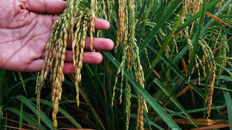 Giá lúa hôm nay 10/6