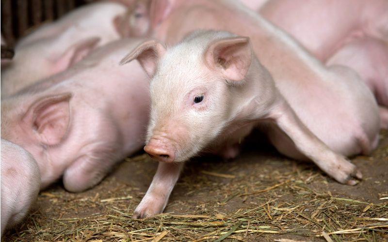 Giá heo hơi hôm nay 10/6 tại miền Bắc Giá heo hơi hôm nay 10/6 tại miền Bắc