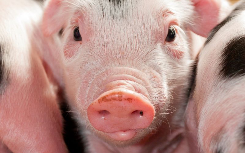 Giá heo hơi hôm nay 10/6 tại miền Nam Giá heo hơi hôm nay 10/6 tại miền Nam