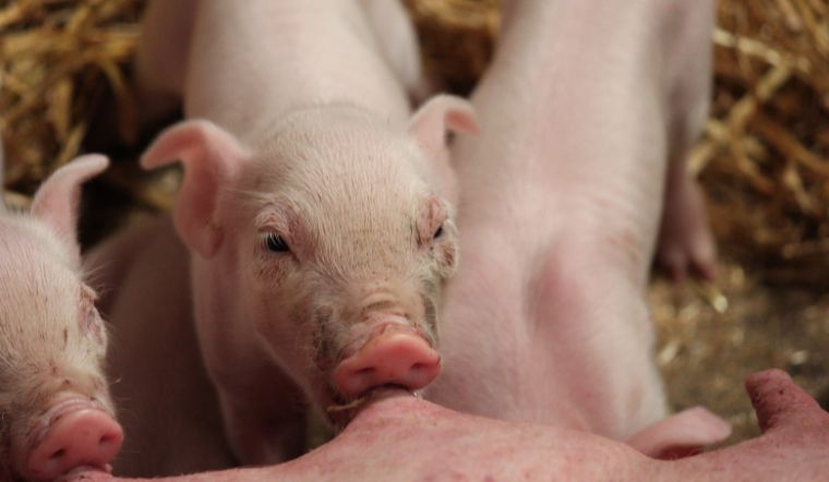 Giá heo hơi hôm nay 10/6: Biến động trái chiều từ 1.000 đồng/kg