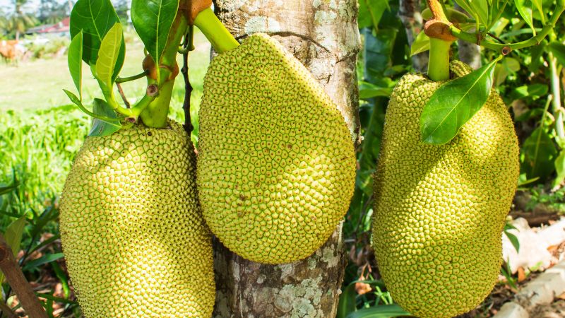 Giá mít Thái hôm nay 10/6/2023