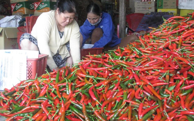 Giá ớt hôm nay 10/06 Giá ớt hôm nay 10/06