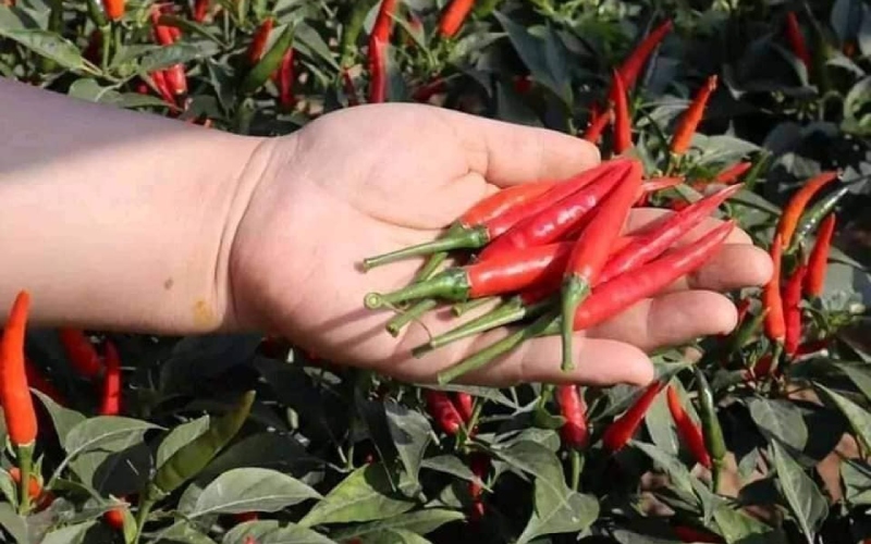 Giá ớt hôm nay 10/06 cập nhật mới nhất Giá ớt hôm nay 10/06 cập nhật mới nhất