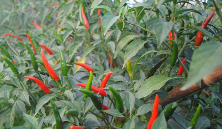 Giá ớt hôm nay 10/06/2023: Ngày cuối tuần bình ổn